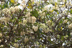 Ixora arborea